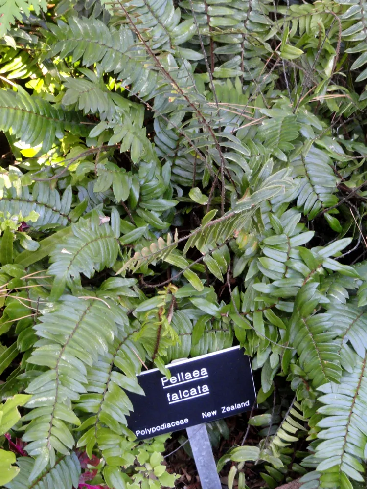 Plante pellaea falcata montrant ses caractéristiques typiques