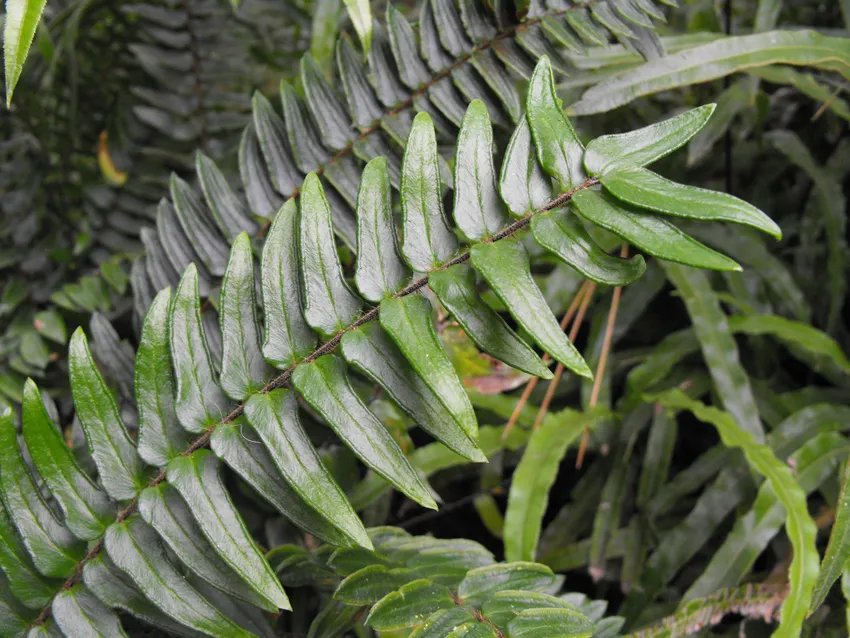 Plante pellaea falcata montrant ses caractéristiques typiques