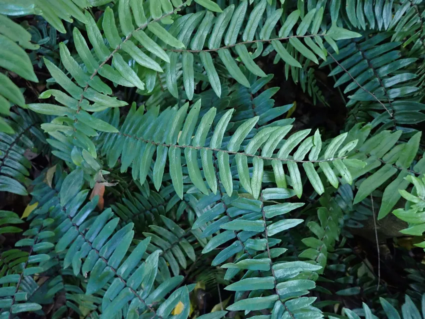 Plante pellaea falcata montrant ses caractéristiques typiques