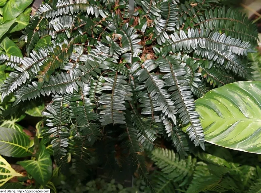 Plante pellaea falcata montrant ses caractéristiques typiques