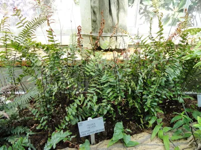Image miniature pellaea falcata