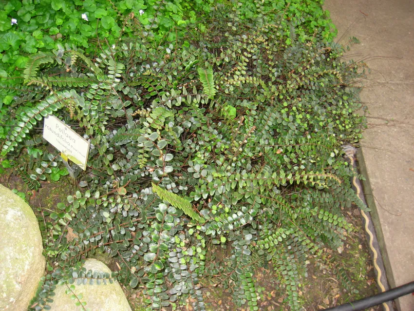 Plante pellaea rotundifolia montrant ses caractéristiques typiques