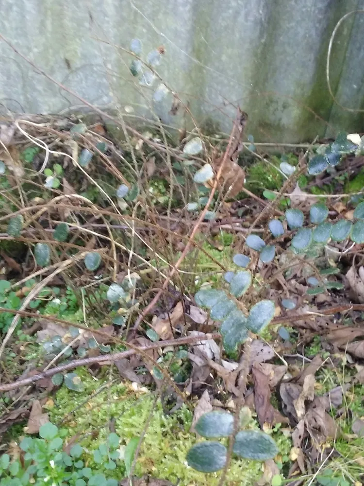 Plante pellaea rotundifolia montrant ses caractéristiques typiques