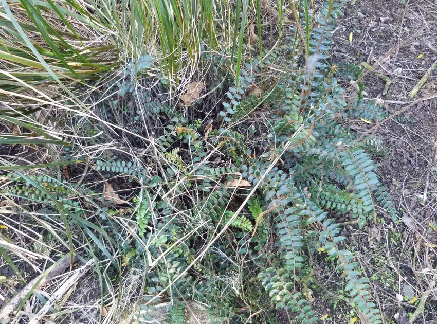 Plante pellaea rotundifolia montrant ses caractéristiques typiques
