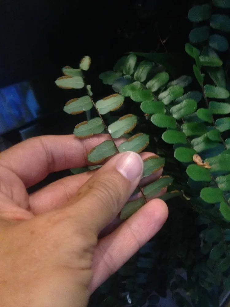 Plante pellaea rotundifolia montrant ses caractéristiques typiques