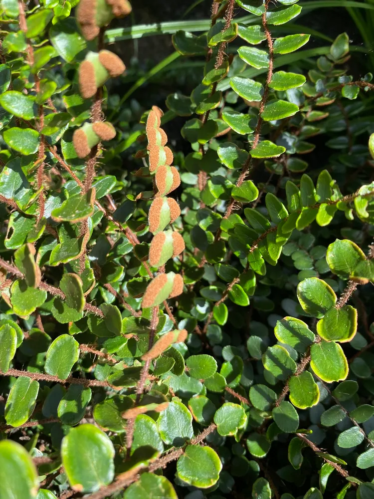Plante pellaea rotundifolia montrant ses caractéristiques typiques