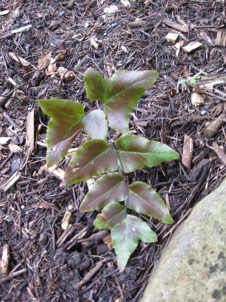 Plante pellaea viridis montrant ses caractéristiques typiques