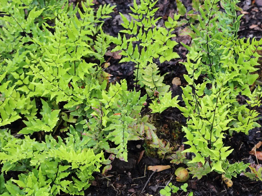 Plante pellaea viridis montrant ses caractéristiques typiques
