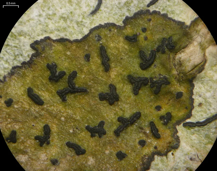 Plante pellaea viridis montrant ses caractéristiques typiques