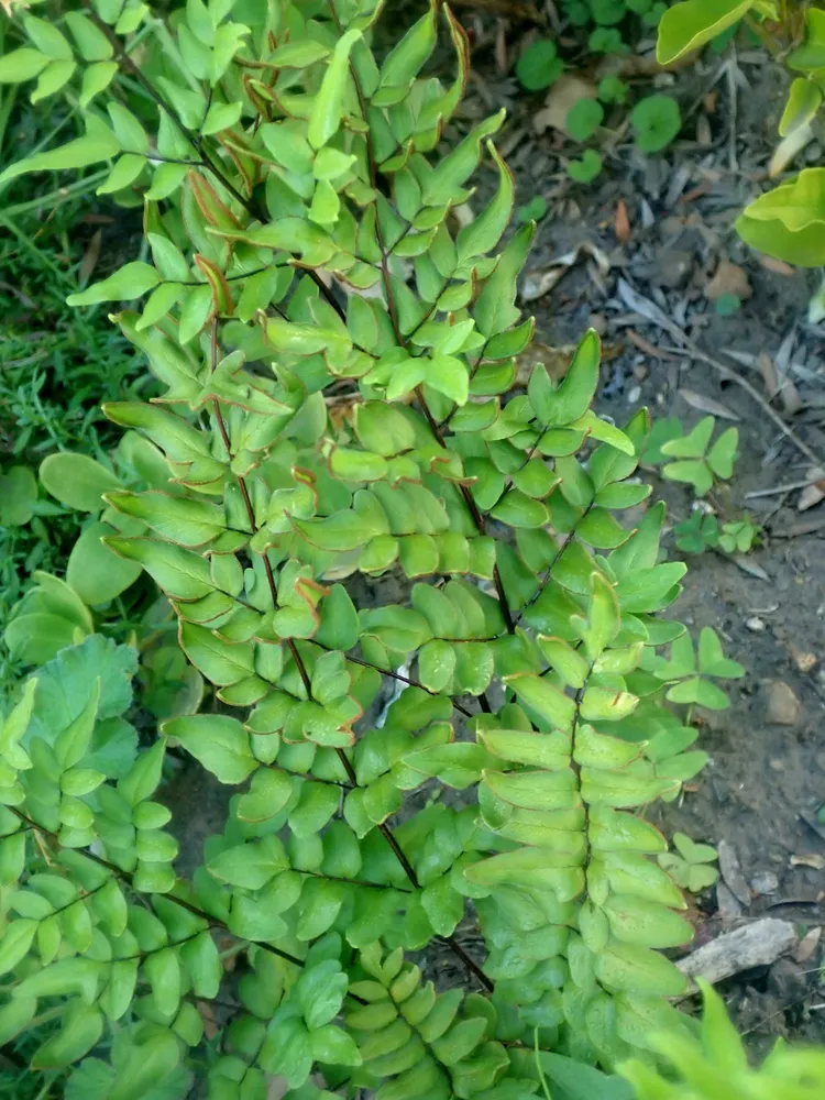 Plante pellaea viridis montrant ses caractéristiques typiques