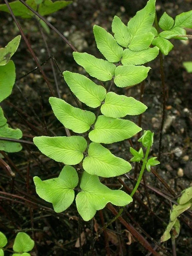 Plante pellaea viridis montrant ses caractéristiques typiques