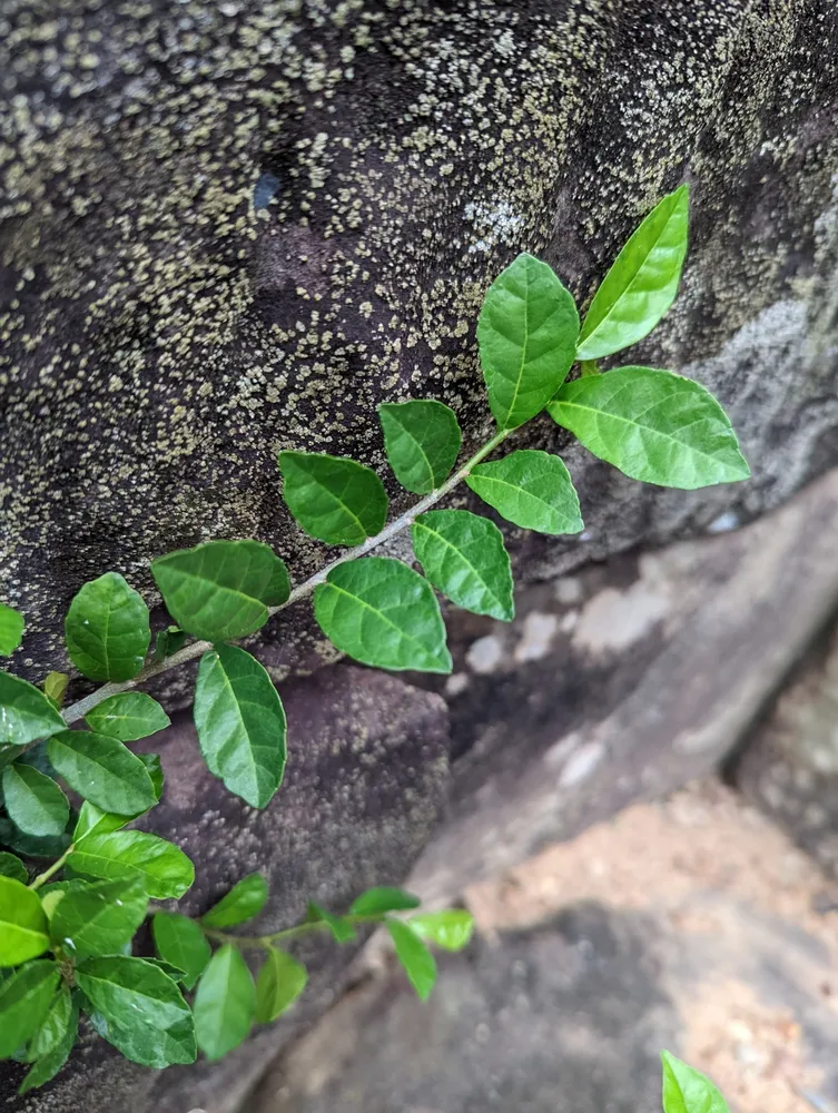 pellionia daveauana plant showing characteristic features