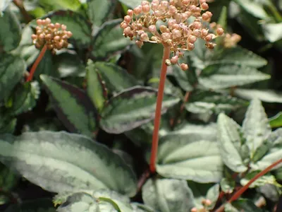 thumbnail pellionia daveauana