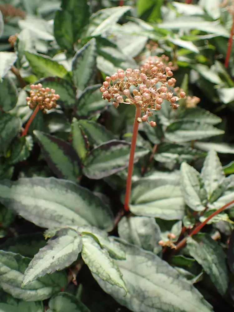 pellionia pulchra plant showing characteristic features