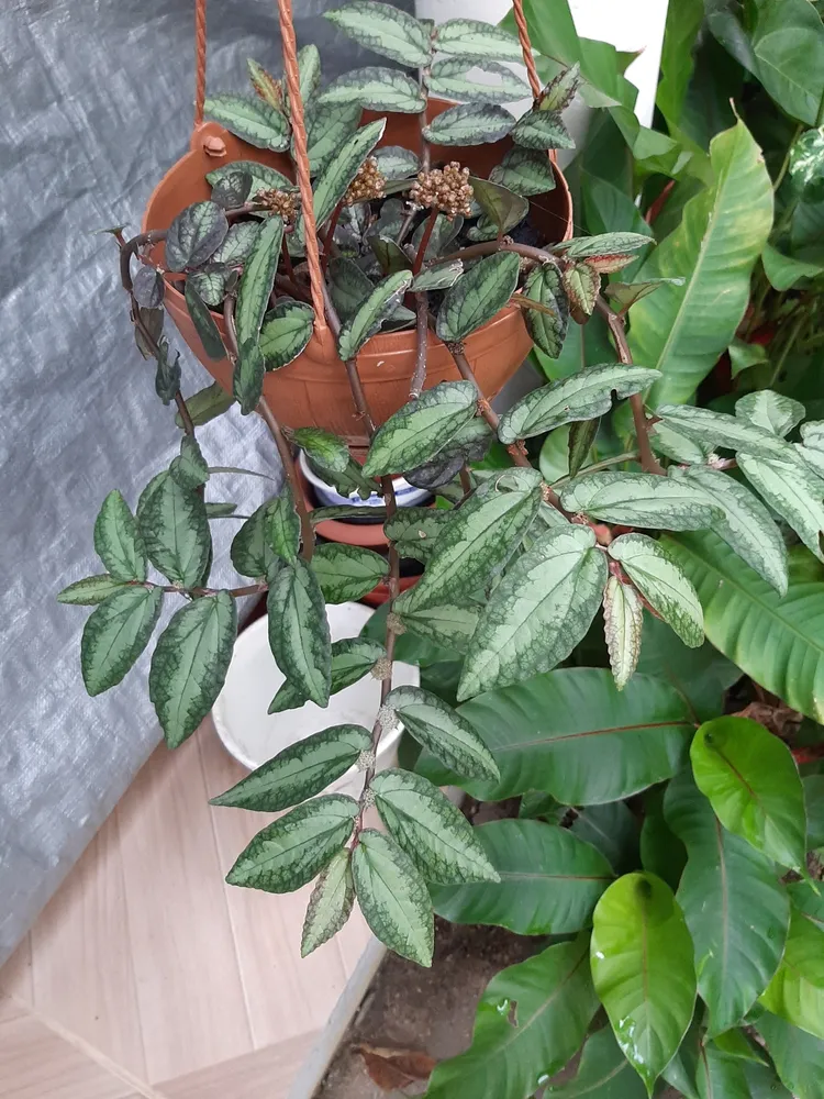 pellionia pulchra plant showing characteristic features