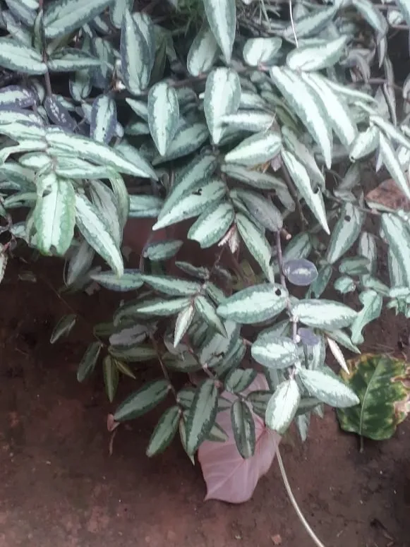 pellionia pulchra plant showing characteristic features