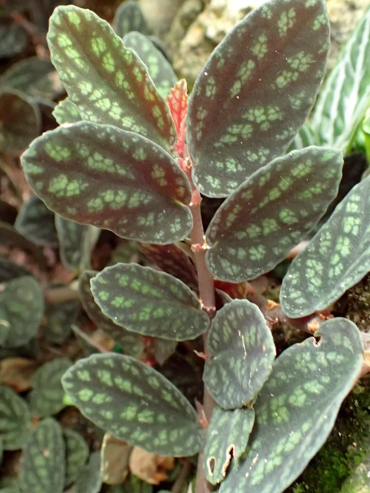 pellionia pulchra plant showing characteristic features
