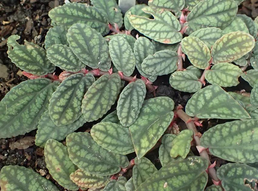 pellionia pulchra plant showing characteristic features