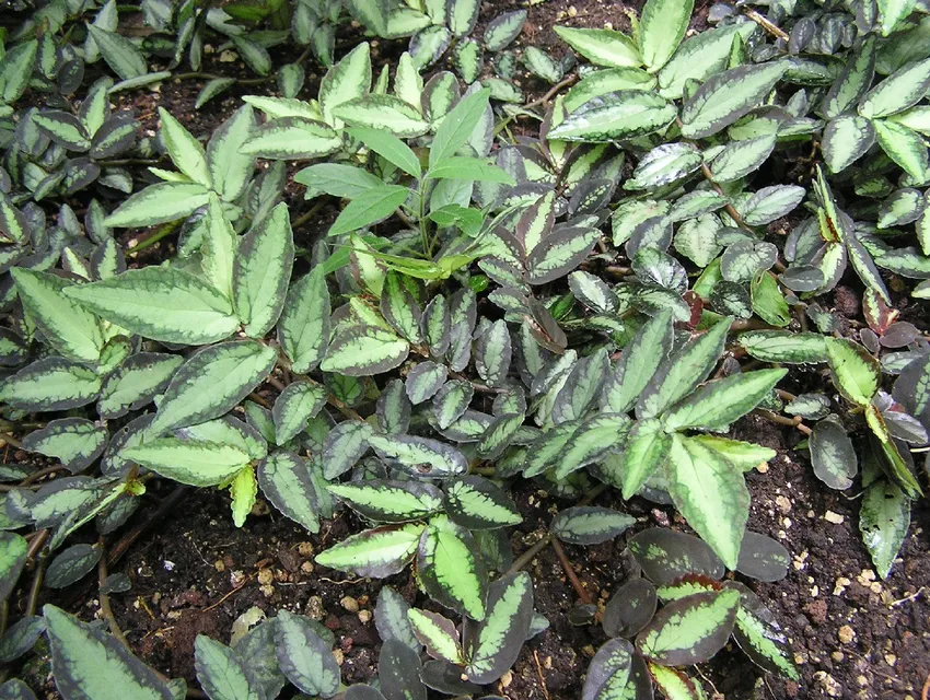 pellionia repens plant showing characteristic features