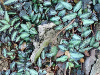 thumbnail pellionia repens