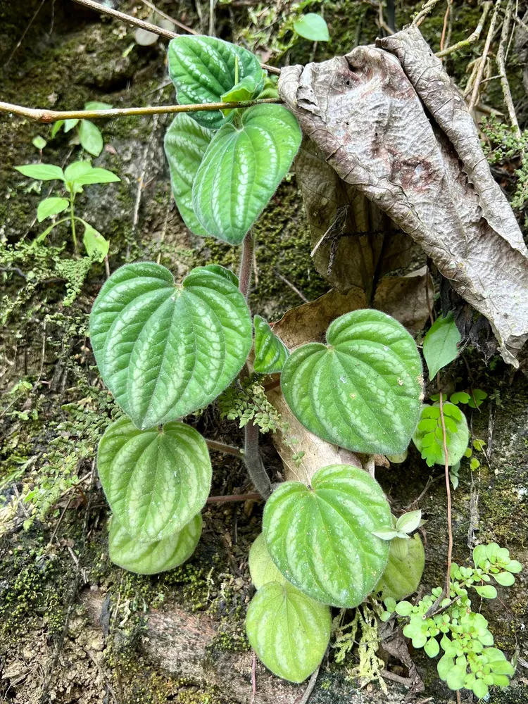 peperomia albovittata plant showing characteristic features