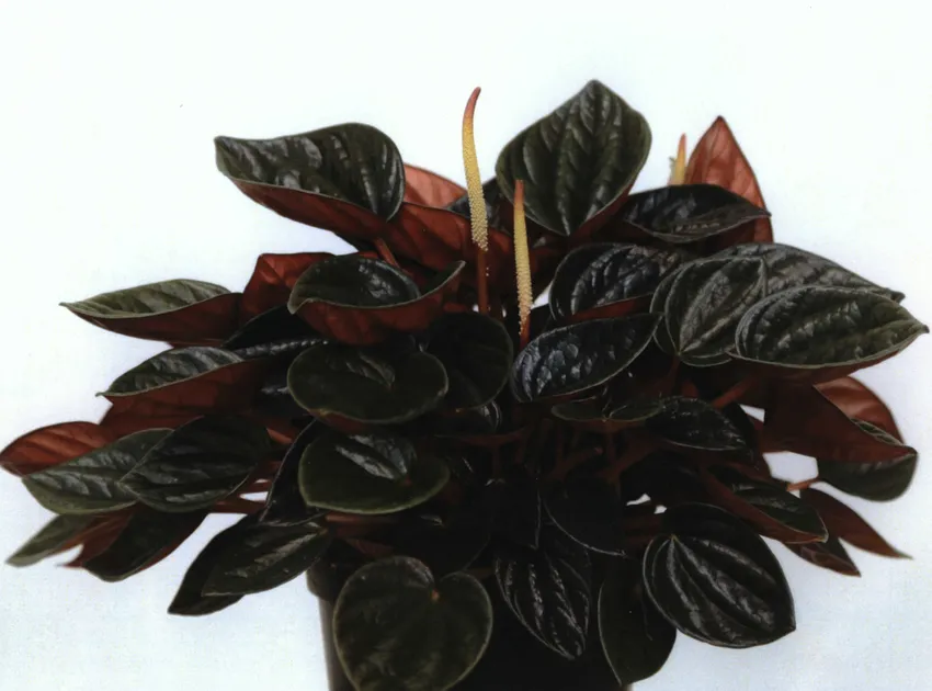 peperomia brasilia plant showing characteristic features