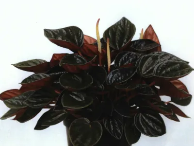 thumbnail peperomia caperata 'brasilia'