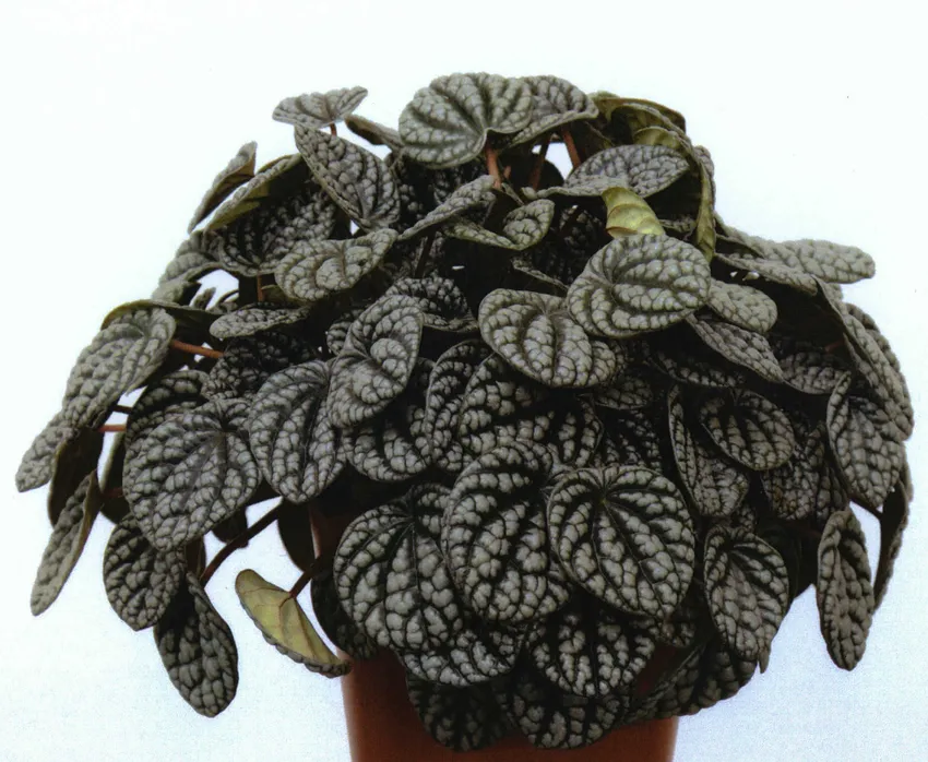 peperomia burbella plant showing characteristic features