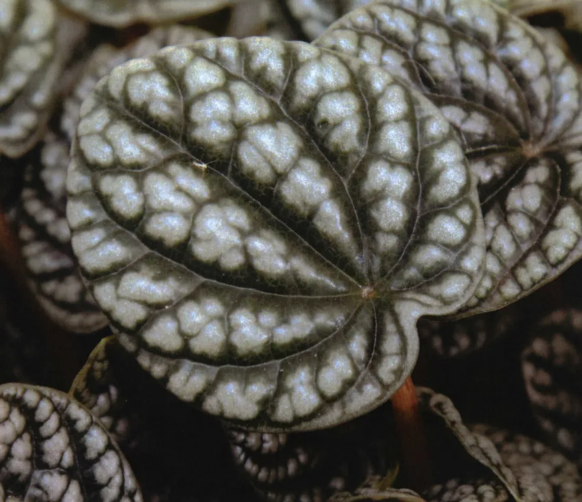 peperomia burbella plant showing characteristic features