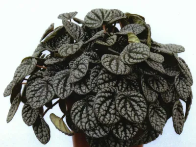 thumbnail peperomia caperata 'burbella'