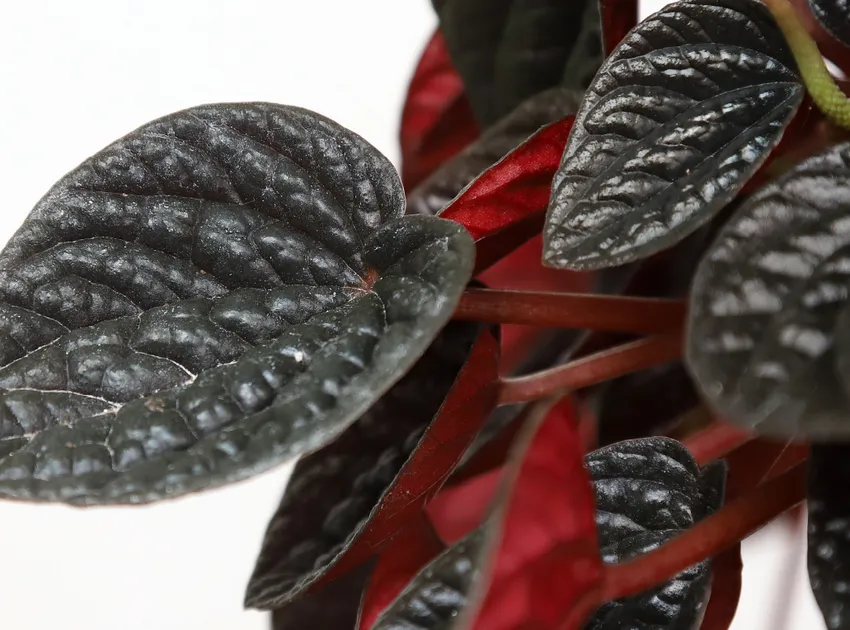 peperomia chocolate plant showing characteristic features