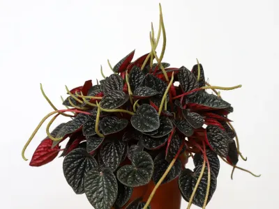 thumbnail peperomia caperata 'chocolate'