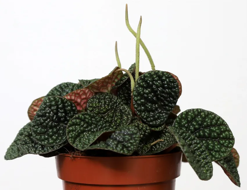 peperomia green bubble dark plant showing characteristic features