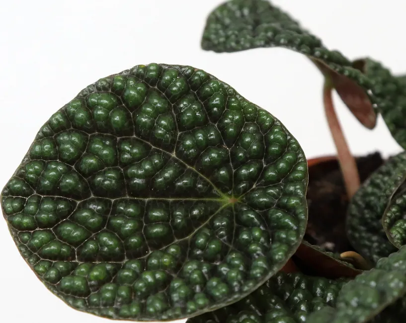 peperomia green bubble dark plant showing characteristic features
