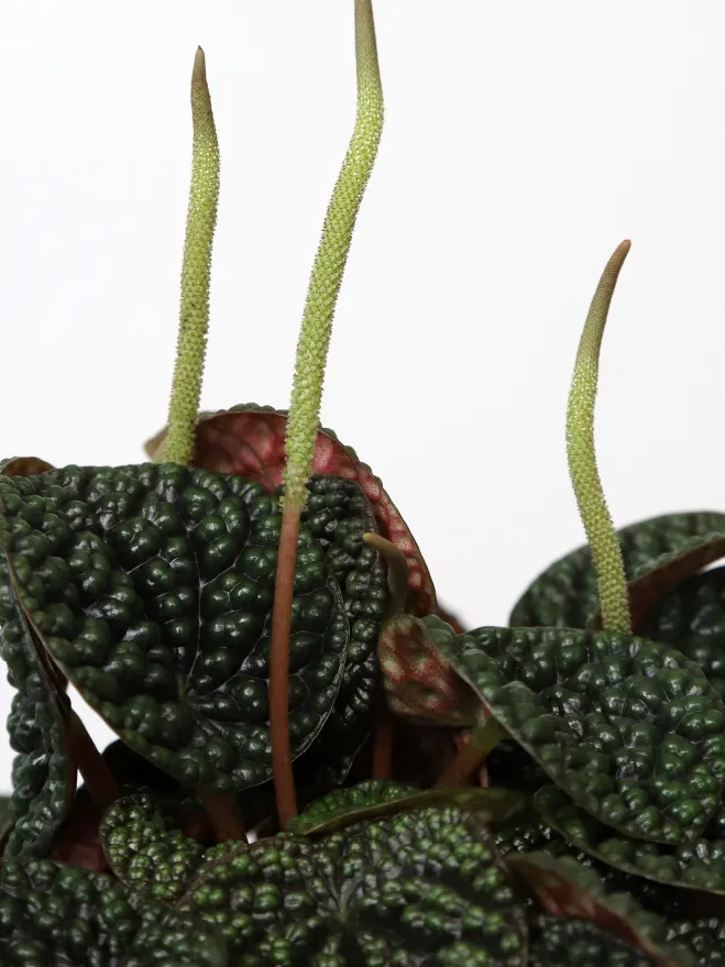 peperomia green bubble dark plant showing characteristic features