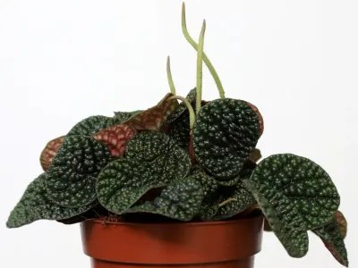 thumbnail peperomia caperata 'green bubble dark'