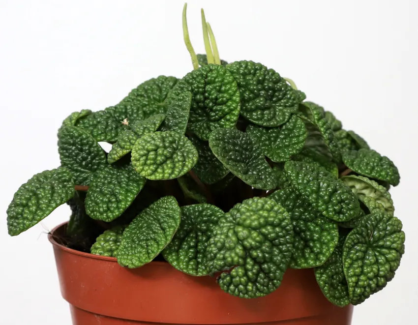 peperomia green bubble plant showing characteristic features