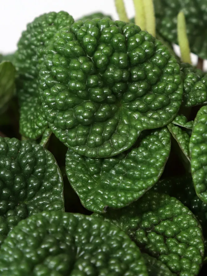 peperomia green bubble plant showing characteristic features
