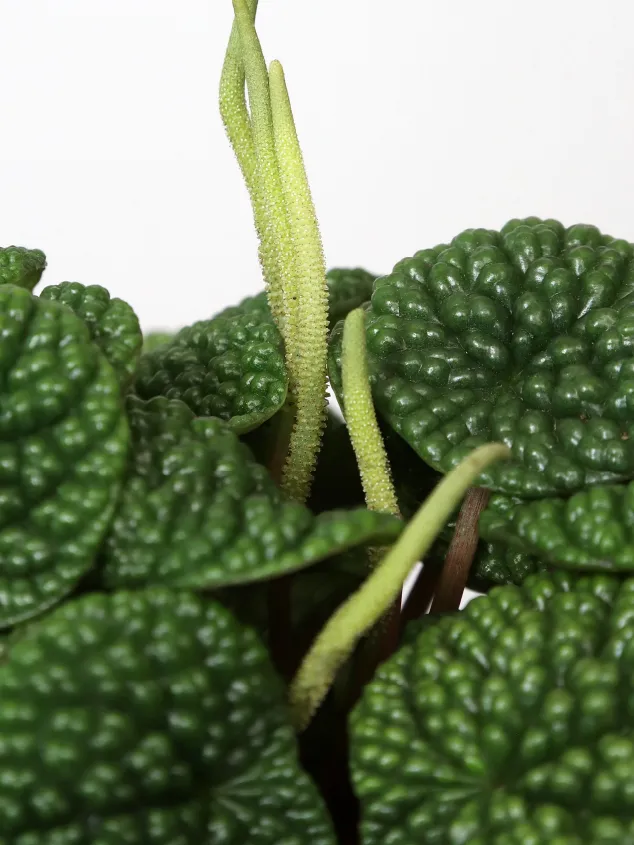 peperomia green bubble plant showing characteristic features