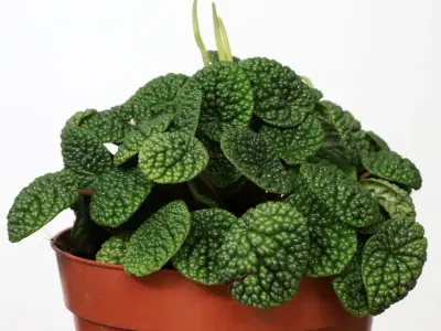 thumbnail peperomia caperata 'green bubble'