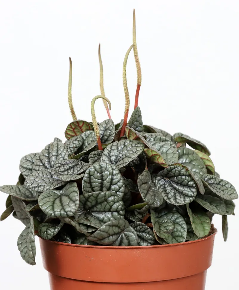 peperomia greyhound plant showing characteristic features