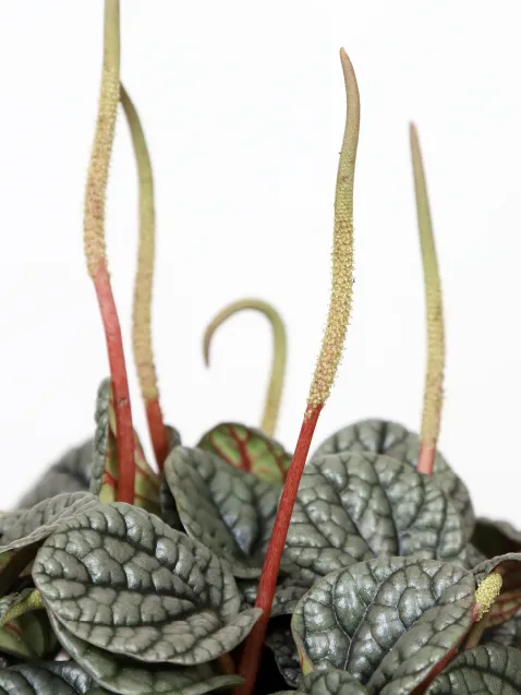 peperomia greyhound plant showing characteristic features