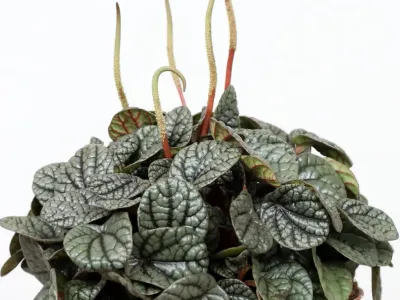 thumbnail peperomia caperata 'greyhound'