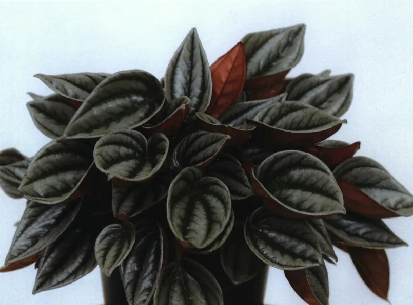 peperomia mendoza plant showing characteristic features
