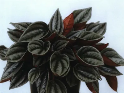 thumbnail peperomia caperata 'mendoza'