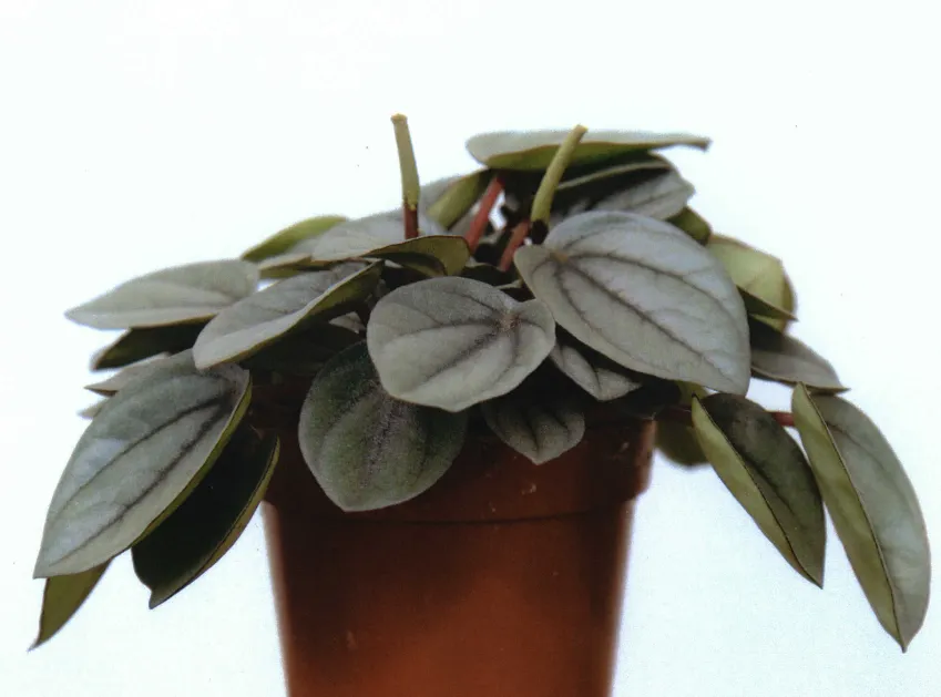 peperomia milano plant showing characteristic features