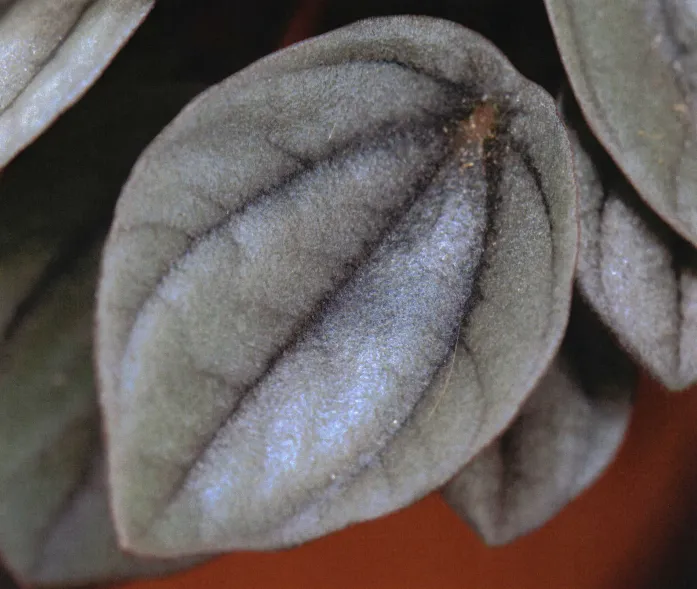 peperomia milano plant showing characteristic features