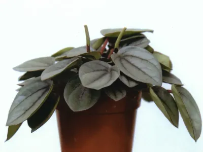 thumbnail peperomia caperata 'milano'