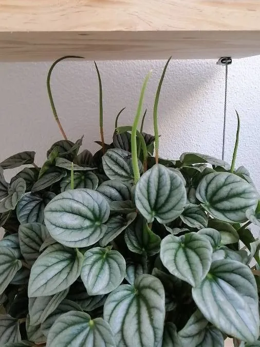 peperomia moonlight plant showing characteristic features