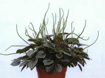 thumbnail peperomia caperata 'moonlight'